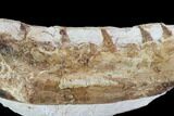 Mosasaur (Tethysaurus) Jaw Section - Goulmima, Morocco #89248-1
